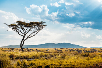 Landscape of African Savannah with acacia and animals