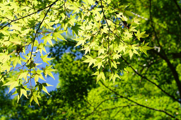 京都の日本楓の新緑