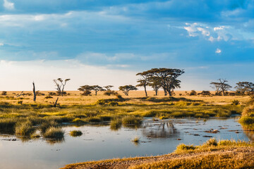 Landscape of African Savannah with acacia