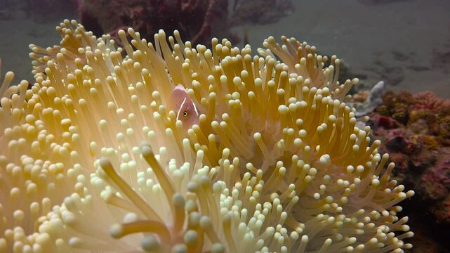 Symbiosis of anemones and amphiprions. Diving near the islands of Apo and Negros. Philippines. 