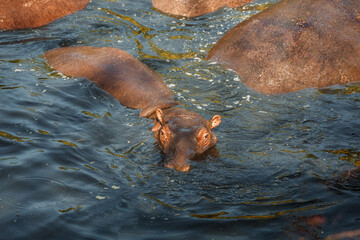 African hippopotamus in the water