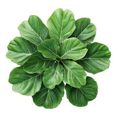 Lush green fiddle leaf fig plant indoor garden botanical photography top view nature's beauty