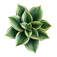 Vibrant green succulent plant indoor garden botanical illustration minimalist style top view