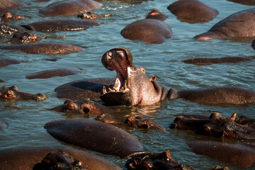 African hippopotamus in the water