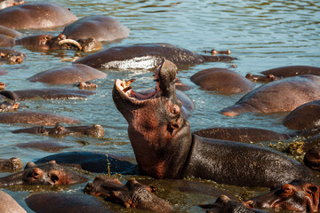 African hippopotamus in the water