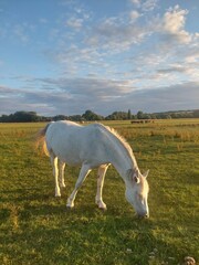 Fototapeta premium White horse in field