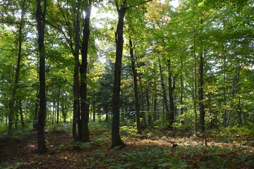 A maple grove in summer, Sainte-Apolline, Québec, Canada