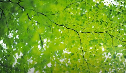 Blur natural green leaves bokeh background. Green bokeh on nature abstract blur background. Blur.