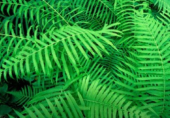 Blur natural green leaves bokeh background. Green bokeh on nature abstract blur background.