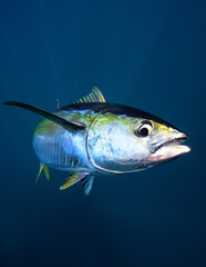 Yellowfin Tuna swimming in ocean