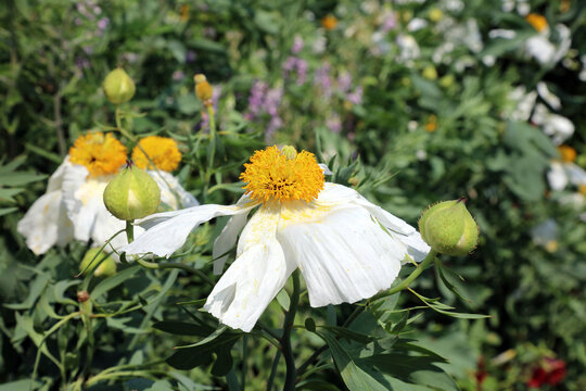 Closeup of a sunlit California Tree Poppy, Derbyshire England
