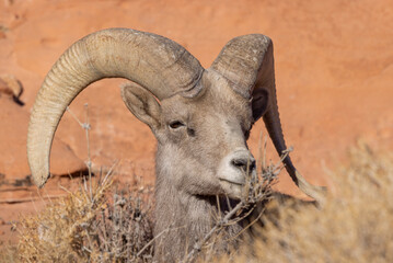 Desert Bighorn Sheep Ram Bedded in Winter in Valley of Fire State Park Nevada