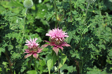 Closeup of sunlit Scarlet Beebalm flowers, Derbyshire England