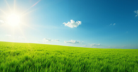 Obraz premium Sunlit green meadow stretching towards the horizon with a clear sky.