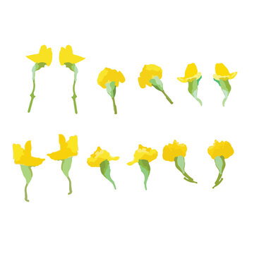 beautiful yellow flower vector of the padauk flower and Myanmar national flower.Vector illustration, flower pattern. For Myanmar water festival (Thingyan).