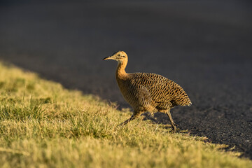 Red winged Tinamou, Rhynchotus rufescens, La Pampa province , Argentina