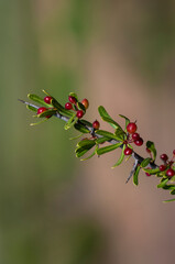 Wild Fruit in semi desertic environment, Calden forest, La Pampa Argentina