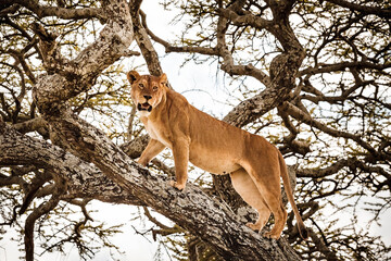 Lioness on a tree in Africa