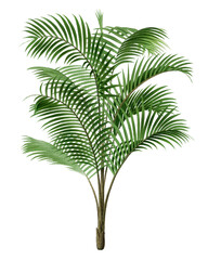 Obraz premium Tropical leaf png sticker, watercolor botanical design clip art, transparent background