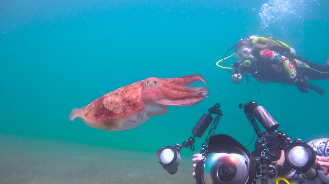 Diving with cuttlefish off the island of Cebu. Philippines.  