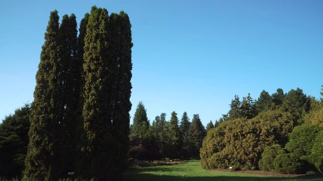 The tall Thuja occidentalis 'Malonyana' trees growing in a well-maintained botanical garden. The scene showcases a variety of lush greenery under a clear blue sky, creating a park-type environment.