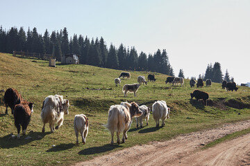 Obraz premium A herd of yaks grazing in a meadow, walk along a country road. free range without a shepherd. Kyrgyzstan animals, autumn day.