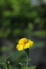 yellow flower in the garden