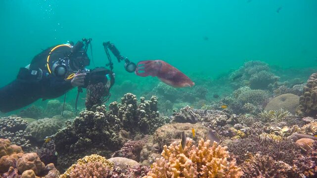Diving with cuttlefish off the island of Cebu. Philippines.  