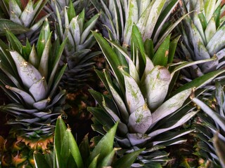 Pineapple leaves are still attached to the fruit so tightly