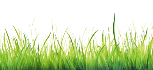 PNG Spring grass border backgrounds plant green.