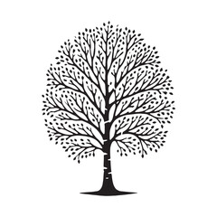 Fototapeta premium Elegant Birch Tree silhouette for minimalist art designs - Birch tree silhouette - Birch tree vector - Birch tree illustration - Birch silhouette - Birch vector 