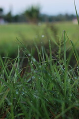 grass in the wind
