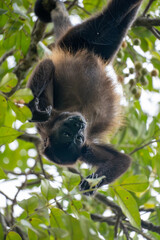 howler monkey hanging in a tree