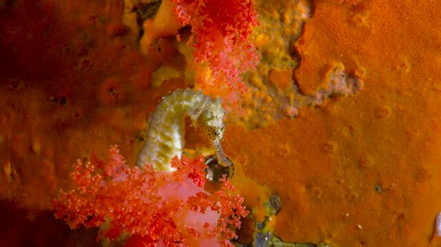 Seahorse. Diving near the islands of Apo and Negros. Philippines. 