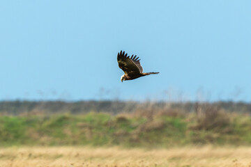 Busard des roseaux,.Circus aeruginosus, Western Marsh Harrier