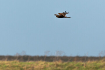 Busard des roseaux,.Circus aeruginosus, Western Marsh Harrier