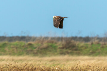 Busard des roseaux,.Circus aeruginosus, Western Marsh Harrier