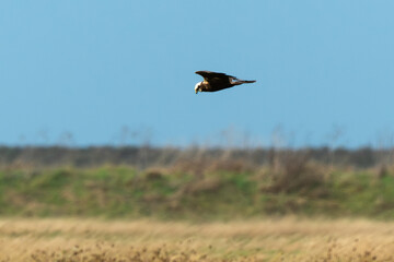 Busard des roseaux,.Circus aeruginosus, Western Marsh Harrier