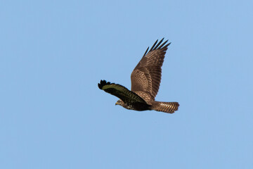 Busard des roseaux,.Circus aeruginosus, Western Marsh Harrier