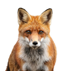 Fototapeta premium Close-up of a fox with striking orange fur on a white isolated background