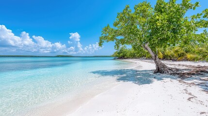 Obraz premium Lush green tree leans over a pristine white sand beach next to calm turquoise ocean water under a bright blue sky.