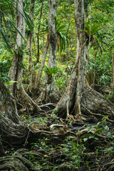 Fototapeta premium tree in the forest