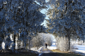 Ein Mann spaziert auf einer winterlichen Straße durch schneebedeckte Bäume hindurch