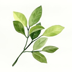Obraz premium Watercolor Sprig with Green Leaves: Elegant Botanical Illustration