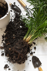 Transplanting chamaedorea palm plant at home. Houseplant hobby.
