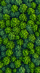 Aerial 3D Forest Canopy Illustration