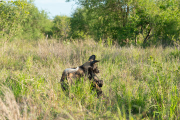 Lycaon, Lycaon pictus, Afrique du Sud