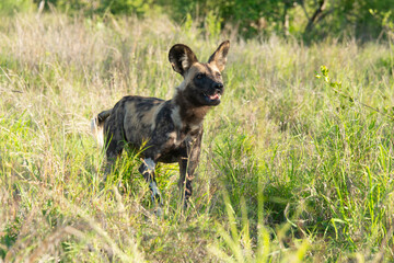 Lycaon, Lycaon pictus, Afrique du Sud
