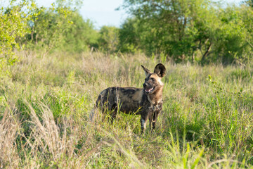 Lycaon, Lycaon pictus, Afrique du Sud