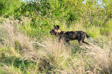 Lycaon, Lycaon pictus, Afrique du Sud